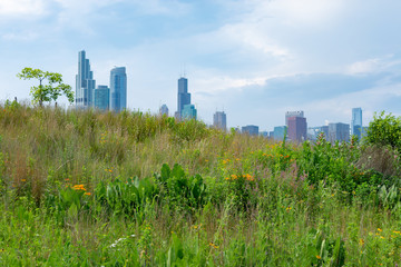 Fototapeta na wymiar Hill with Native Plants at Northerly Island in Chicago during the Summer with the Skyline in the Background
