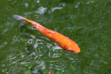 Colourful charming Koi Carp Fishes moving in pond. Carp fishes swims under water surface