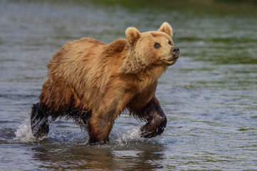 Obraz premium Ruling the landscape, brown bears of Kamchatka (Ursus arctos beringianus)