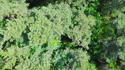 drone aerial footage, top view flight over a green forest in the summer