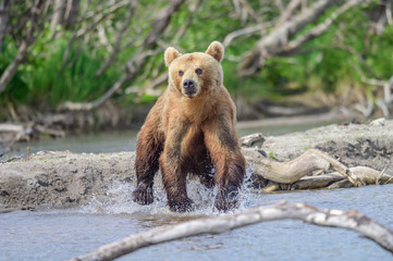 Obraz premium Ruling the landscape, brown bears of Kamchatka (Ursus arctos beringianus)