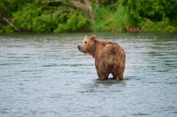 Ruling the landscape, brown bears of Kamchatka (Ursus arctos beringianus)