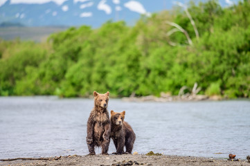 Fototapeta premium Ruling the landscape, brown bears of Kamchatka (Ursus arctos beringianus)