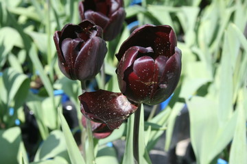 tulip