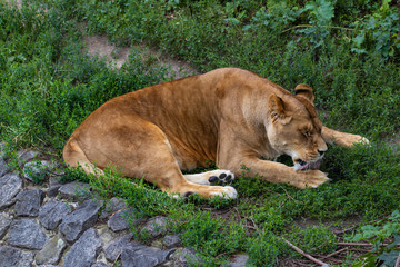  beautiful lioness, on the background of green trees in the zoo