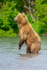 Obraz premium Ruling the landscape, brown bears of Kamchatka (Ursus arctos beringianus)