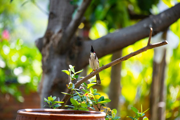 Red-whiskered bulbul