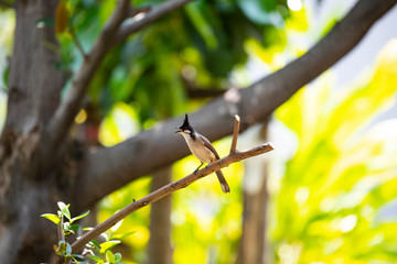 bird on branch