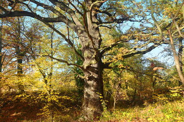 Fototapeta premium Landschaft 773