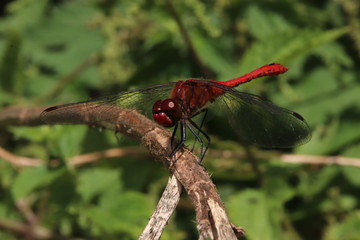 Ailes de la libellule rouge