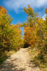 Fototapeta na wymiar Beautiful landscape with autumn trees in Carpathian mountains, Ukraine