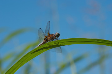 libellula su una pianta al sole estivo