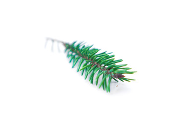 nature tree fir branche on white background