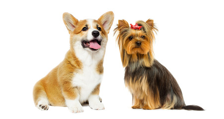 dog breed Yorkshire terrier and welsh corgi on a white background