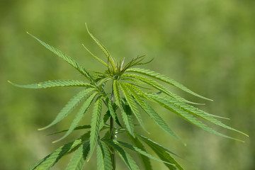 Hemp Plantation (cannabis) Closeup of a hemp plant