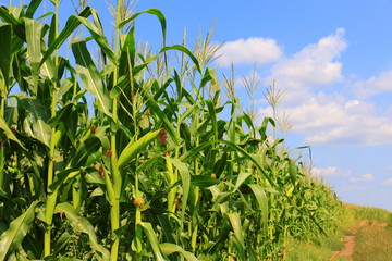 Green field with young corn