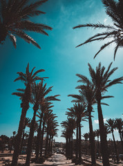 Palm in Israel