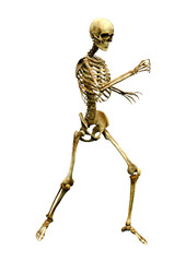 3D Rendering Human Skeleton on White