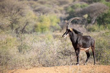 Portrait of a rare male sable antelope stallion. Okonjima, Namibia.