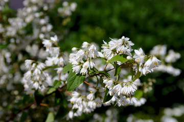 bush of beautiful white flowers