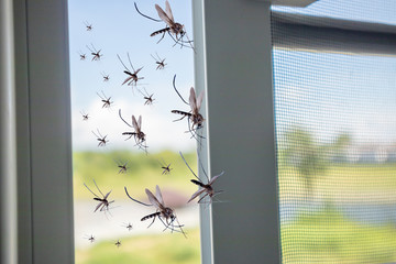 Many mosquitoes flying in to the house while insect net was opened © Kwangmoozaa
