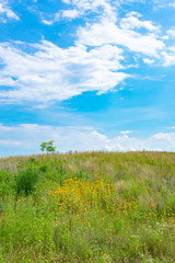 Hill with Native Plants at Northerly Island in Chicago during the Summer