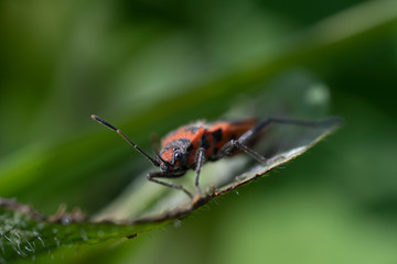 Macro photo of insect. Firebug, Pyrrhocoris apterus.