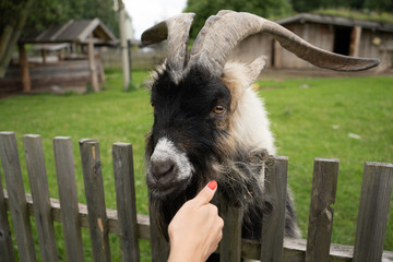 big white and black goat on the farm close up