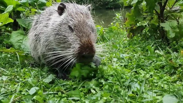 Coypu, nutria in the wild, sneaks on the grass
