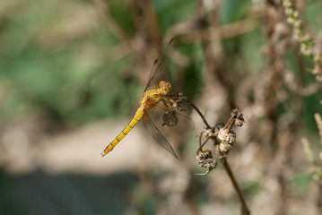 libellula su una pianta al sole estivo