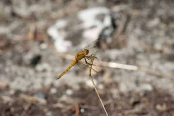 libellula su un ramoscello secco