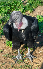 Portrait of andean condor on the ground. Latin name - Vultur gryphus	
