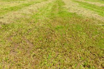 A field with freshly cut grass on a sunny summer day