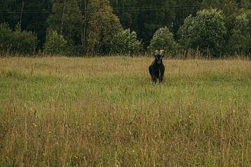 black goat in the field