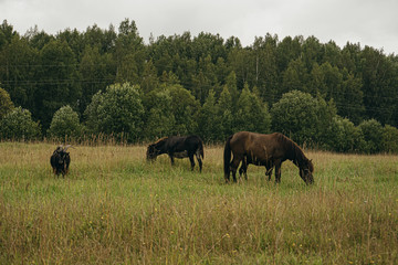 Fototapeta na wymiar horse and foal in the field