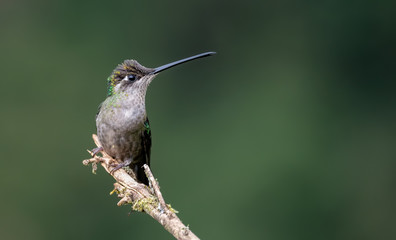 Fototapeta premium Hummingbird in Costa Rica 