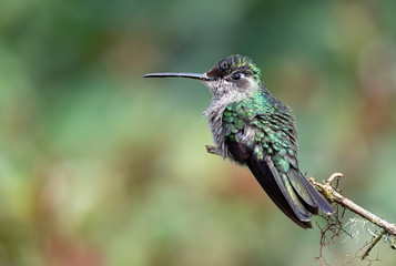 Fototapeta na wymiar Hummingbird in Costa Rica 