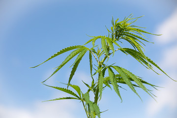 Hemp Plantation (cannabis) Closeup of a hemp plant