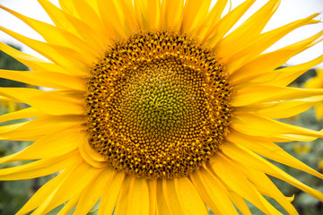  Yellow sunflower with long petals in the field close-up