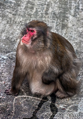 Japanese macaque male on the stone. Latin name - Macaca fuscata