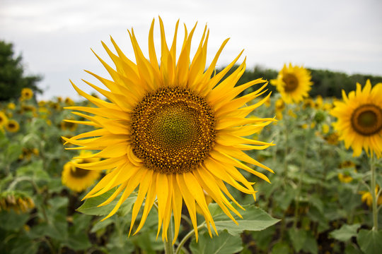  Yellow sunflower with long petals in the field close-up © Анатолий Савицкий
