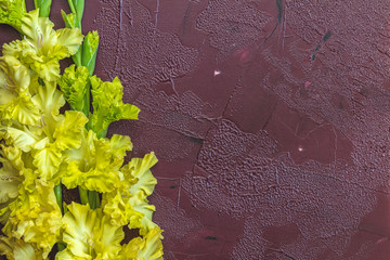 Flat lay composition with beautiful gladiolus flowers on claret concrete background.