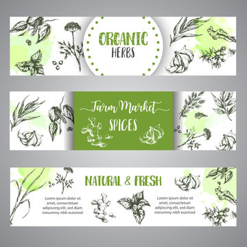 Spices And Herbs Banners Set. Sketch With Hand Drawn Plants. Herbal Vector Illustration Natural Organic Spice Poster. Dill, Garlic, Ginger And Oregano