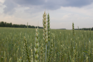 Green ear of wheat on a spacious field