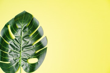 Fototapeta na wymiar Flatlay composition of giant monstera leaves against light green background, tropical concept, copy space for text