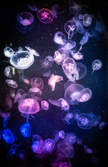 jellyfishes