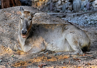 Pere David`s deer female. Latin name - Elaphurus davidianus. These animals are exterminated in the wildlife, live only in zoos