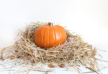 Small orange pumpkin in dry grass isolated on white background. Beautiful still life with squash in the hay