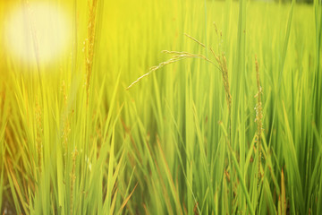 Ear of rice in the field with blurred leaf of rice