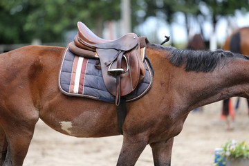 Closeup of a leather saddle for equestrian sport on horseback